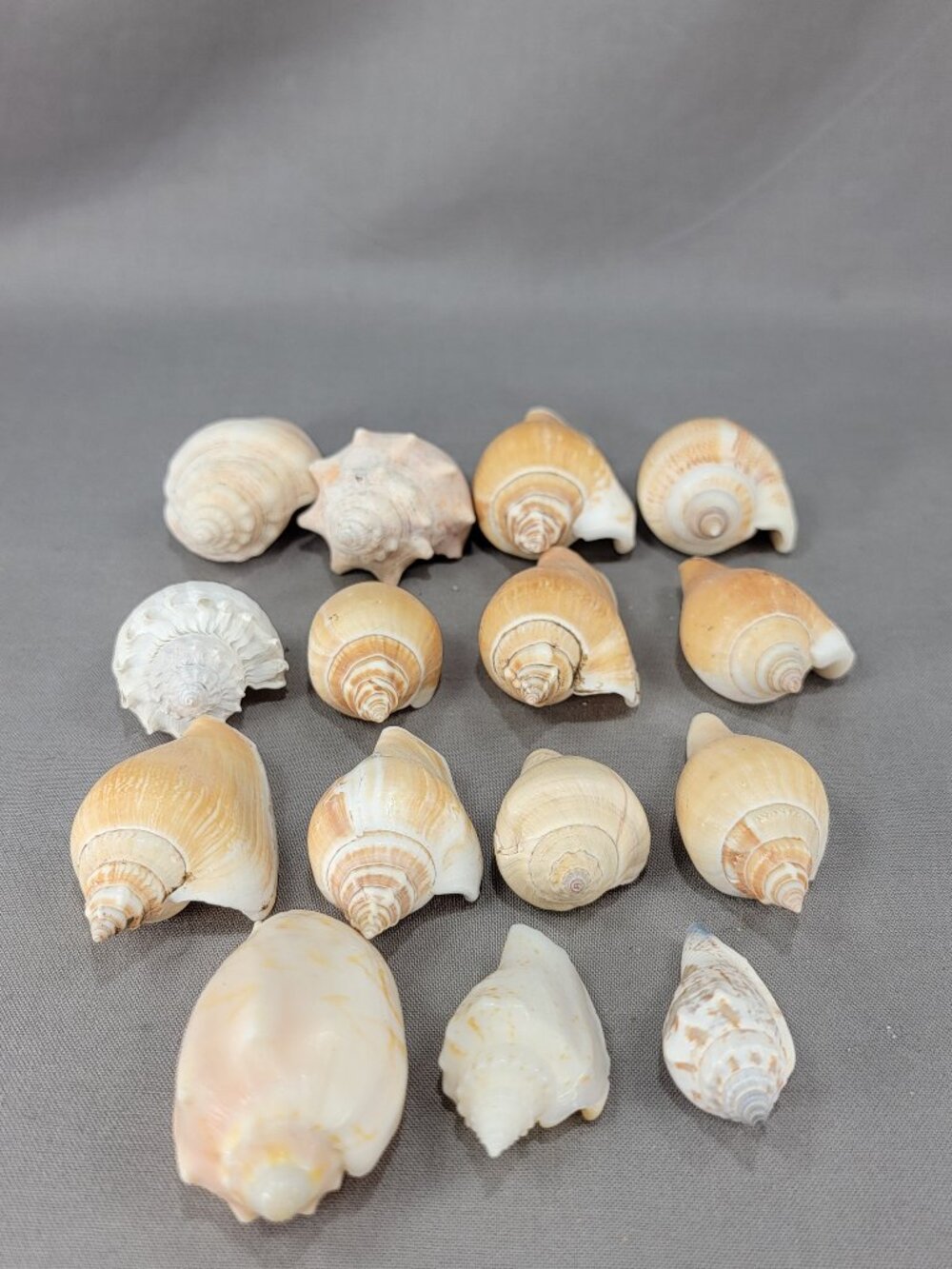 Conch Shell Seashell Mixed Lot of 15 Nautical Beach Coastal Decor Crafts